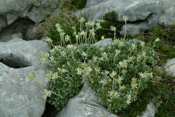 Potentilla apennina /Potentilla degli Appennini